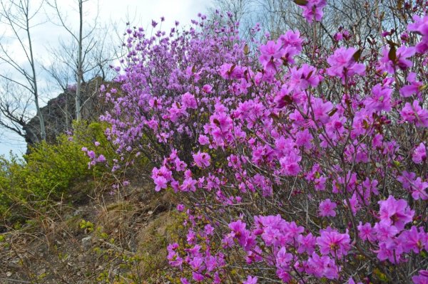 цветок багульник