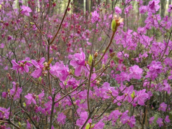 багульник дальневосточный