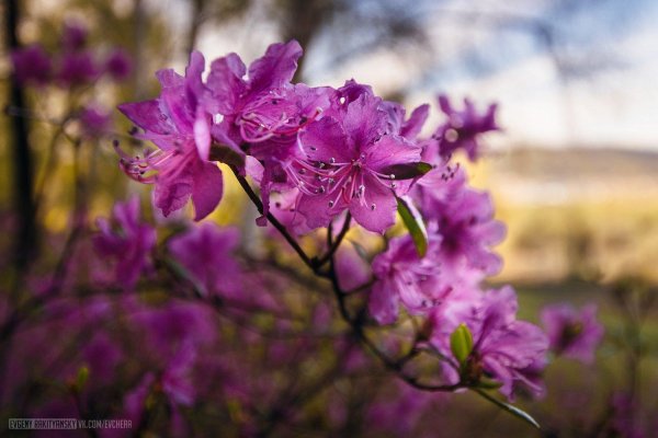 цветущий багульник