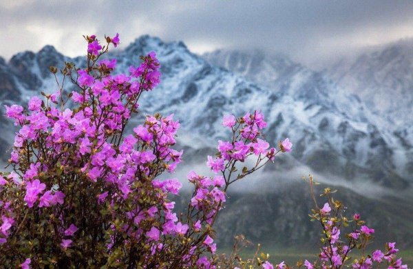цветение маральника на алтае