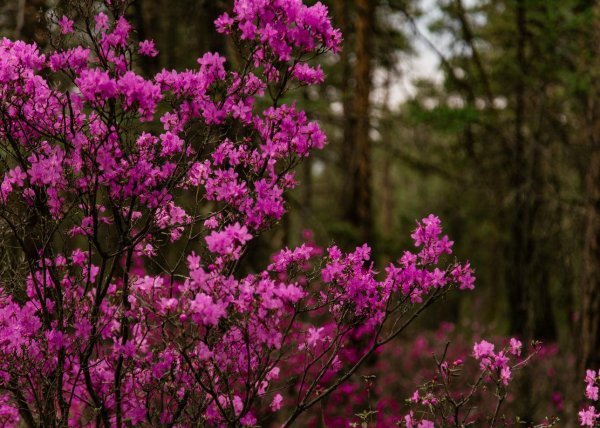 растение багульник
