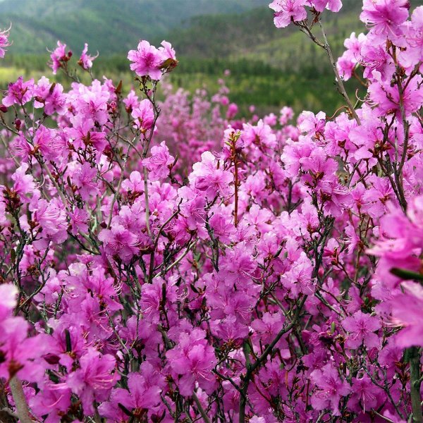 маральник горный алтай цветет