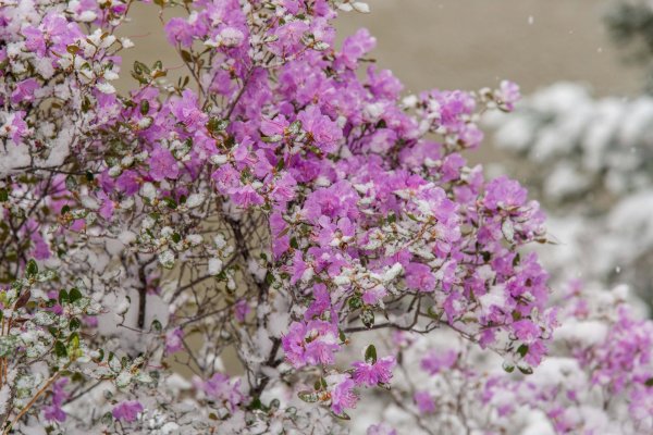 багульник сибирский зимой
