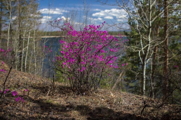 рододендрон даурский забайкалье