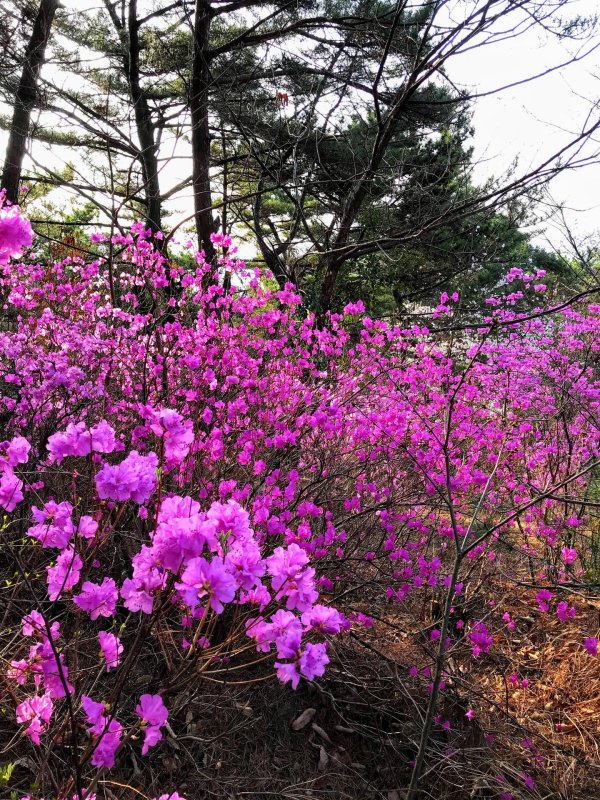 багульник дальневосточный