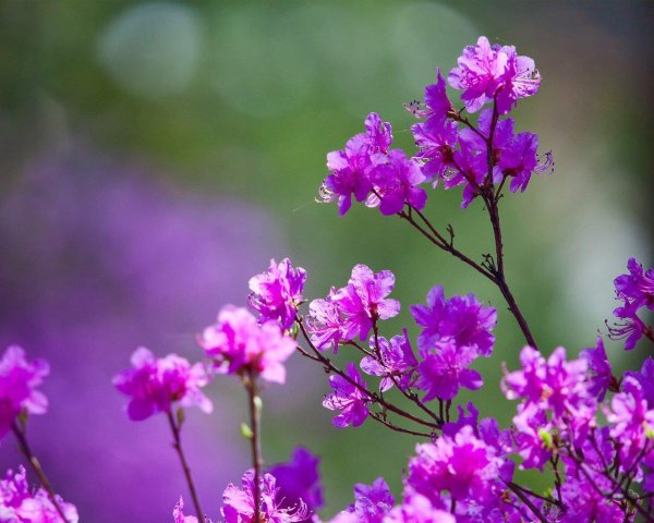 багульник дальневосточный