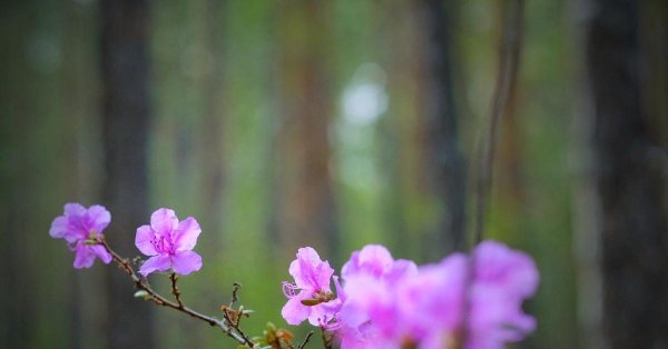 багульник дальневосточный