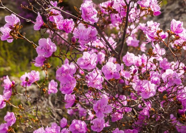 рододендрон ледебура маральник