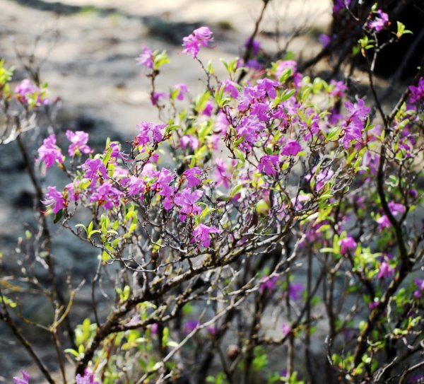 багульник байкальский