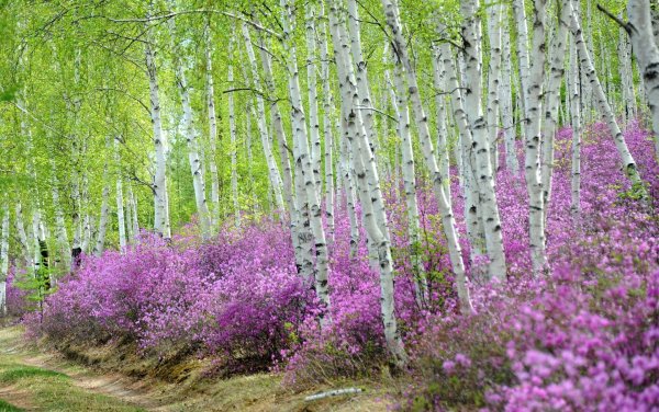 багульник леснянский