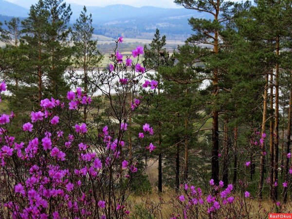 багульник сопки забайкальский