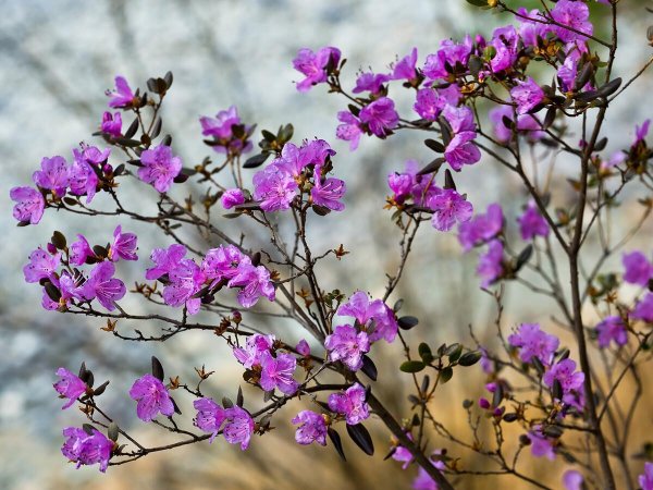 цветок багульник
