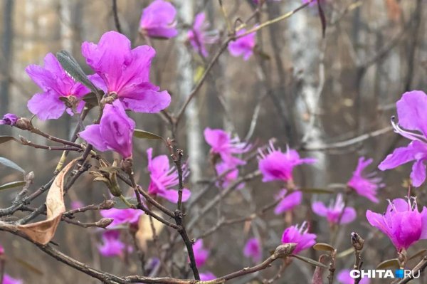 багульник забайкальский