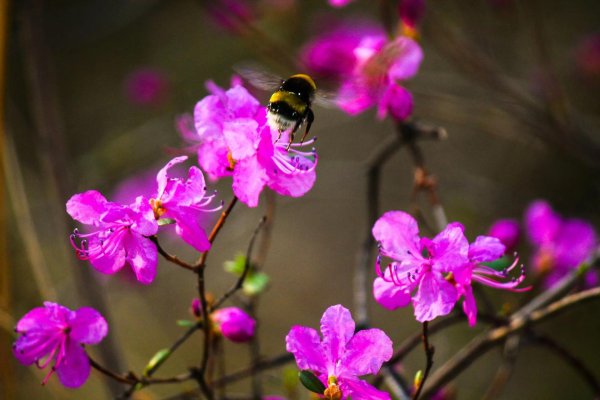 багульник забайкалье