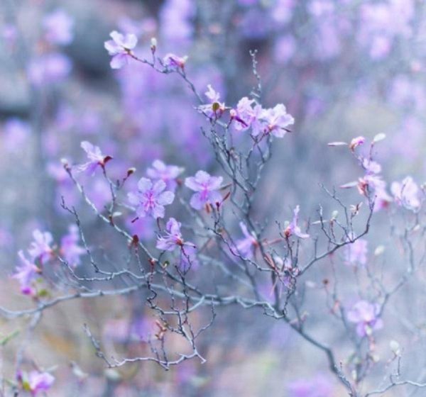 ветка багульника