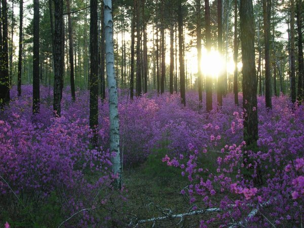 багульник забайкалье