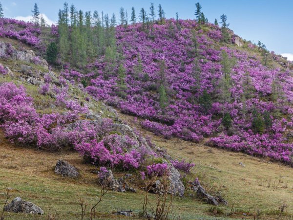 алтай цветение маральника