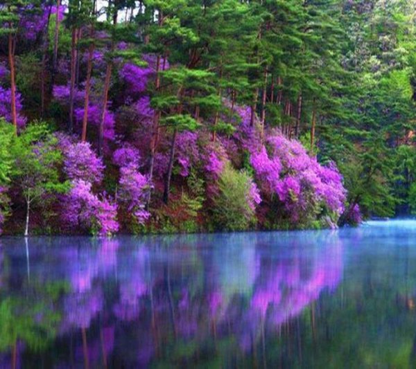 фиолетовая природа