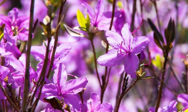 цветок багульник