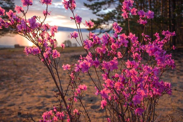 растение багульник