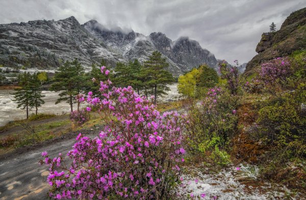 маральник чемал