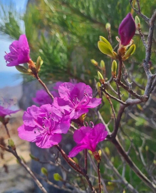 багульник на сопках