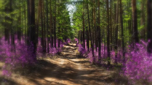 лес забайкалья багульник