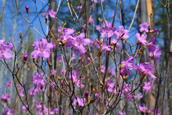 багульник дальневосточный