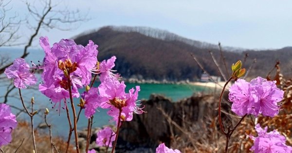 багульник дальневосточный