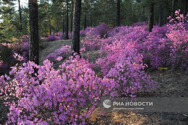рододендрон даурский багульник