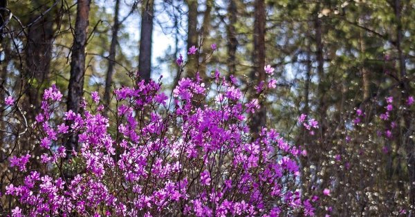 рододендрон даурский