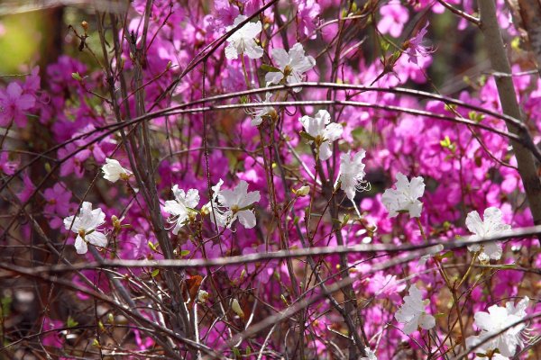 багульник дальневосточный