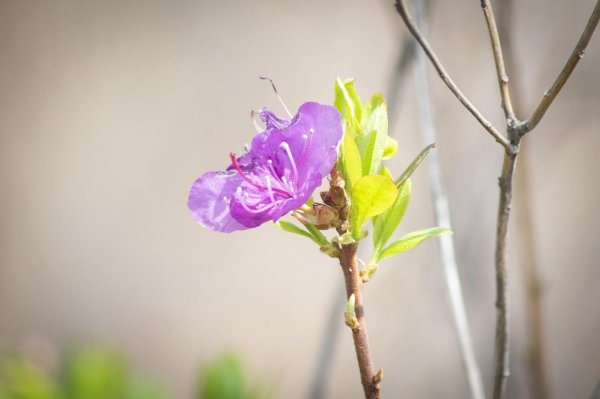 рододендрон ледебура маральник