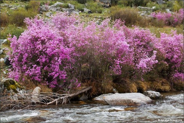 Весна багульник