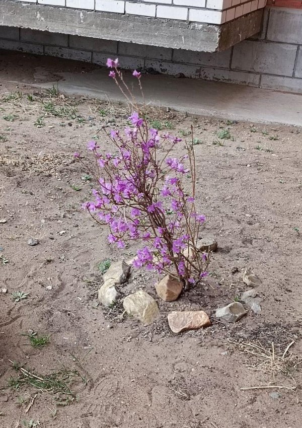 растение багульник