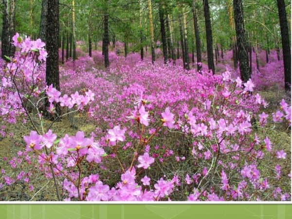 багульник в забайкалье