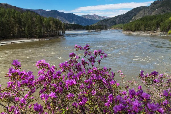 цветение маральника манжерок