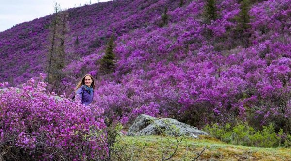 цветение маральника на алтае