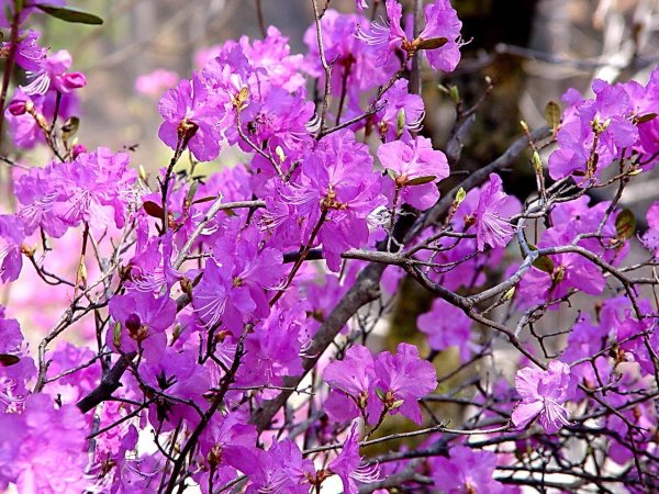 багульник дальневосточный