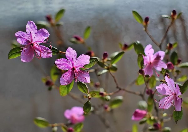 Весна багульник