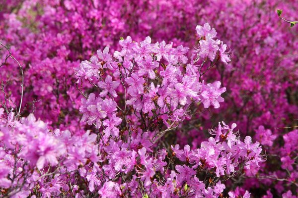 рододендрон амурский багульник