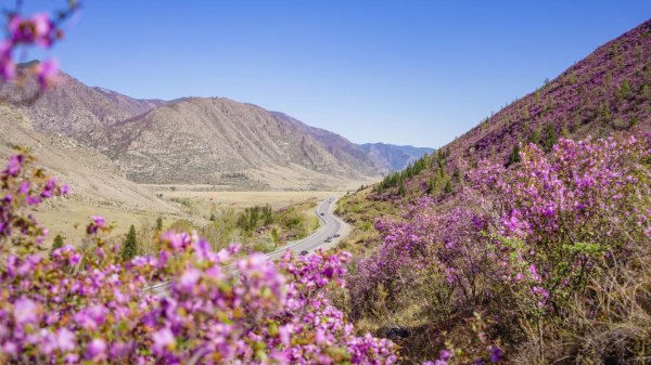 чуйский тракт цветение маральника