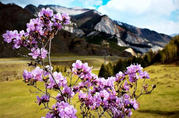 цветение маральника на алтае