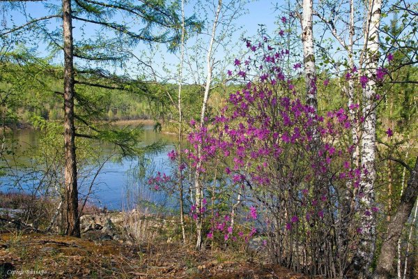 природа забайкалья багульник