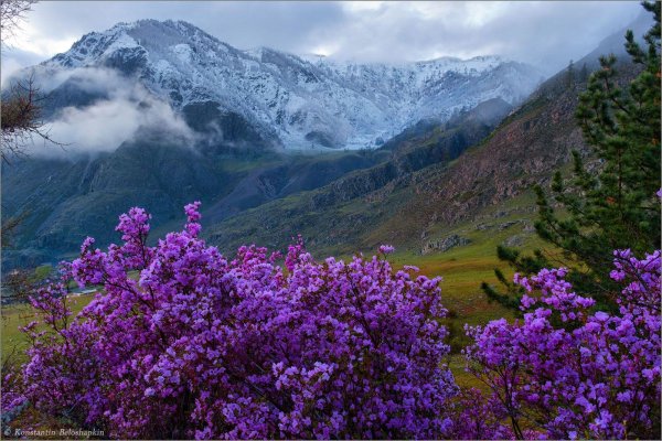 алтай цветение маральника