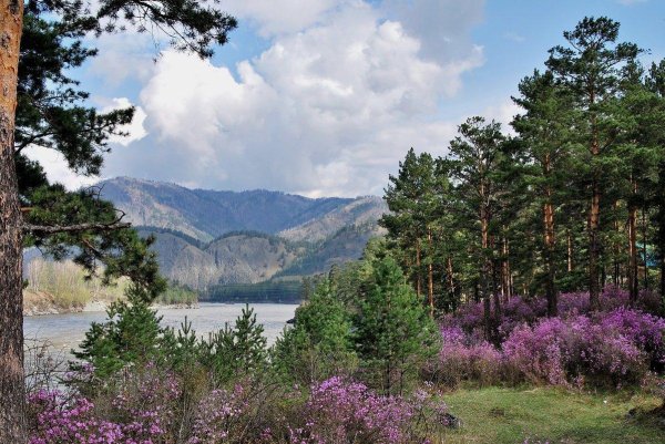 цветение маральника горный алтай