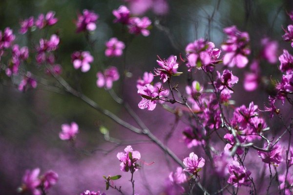 цветущий багульник