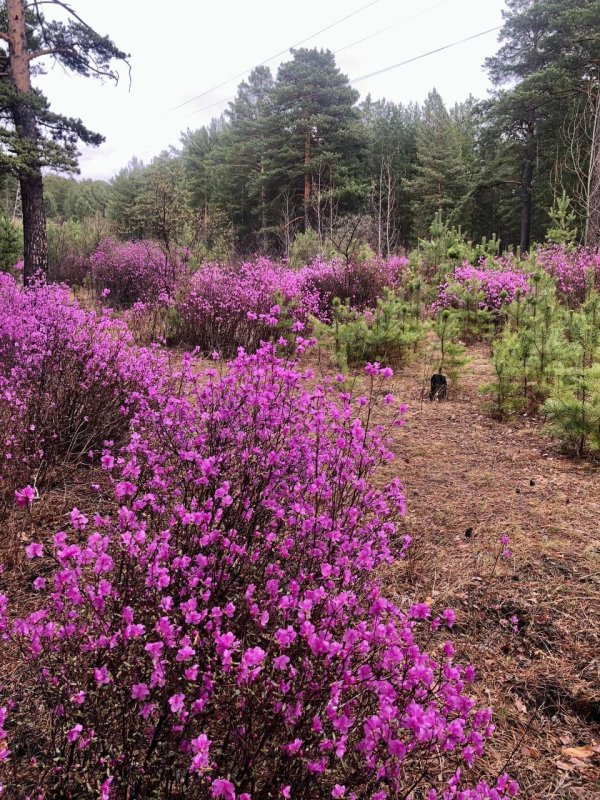 багульник забайкалье