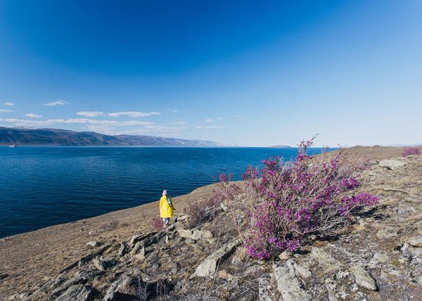 багульник на ольхоне