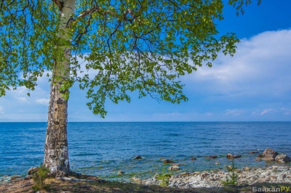 пейзажи с березами